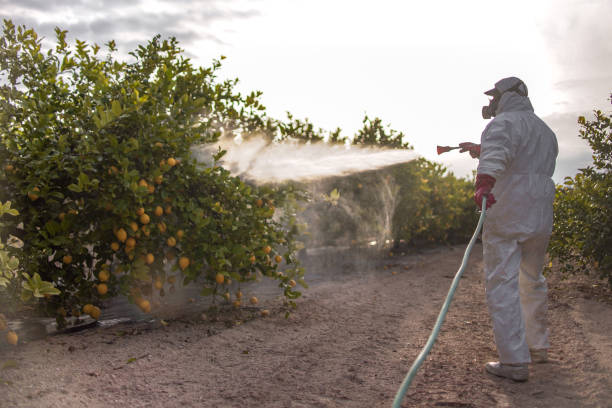 Best Ant Control Services  in Painted Post, NY