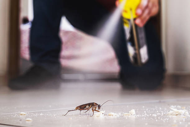 Wasp Removal Services in Painted Post, NY
