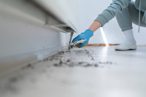 Best Flea Control Services  in Painted Post, NY